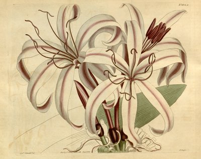 Crinum amabile von Ker Gawler